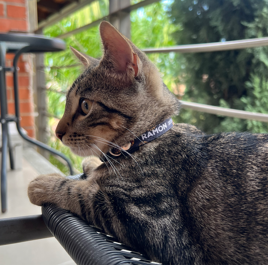 Collar de identificación para gato